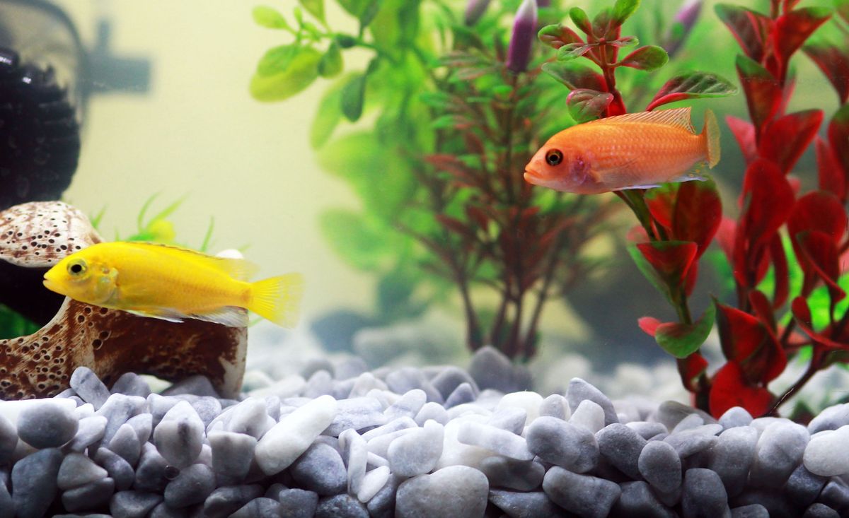 Get the Support You Need to Create a Thriving Aquarium at These Nearby Shops