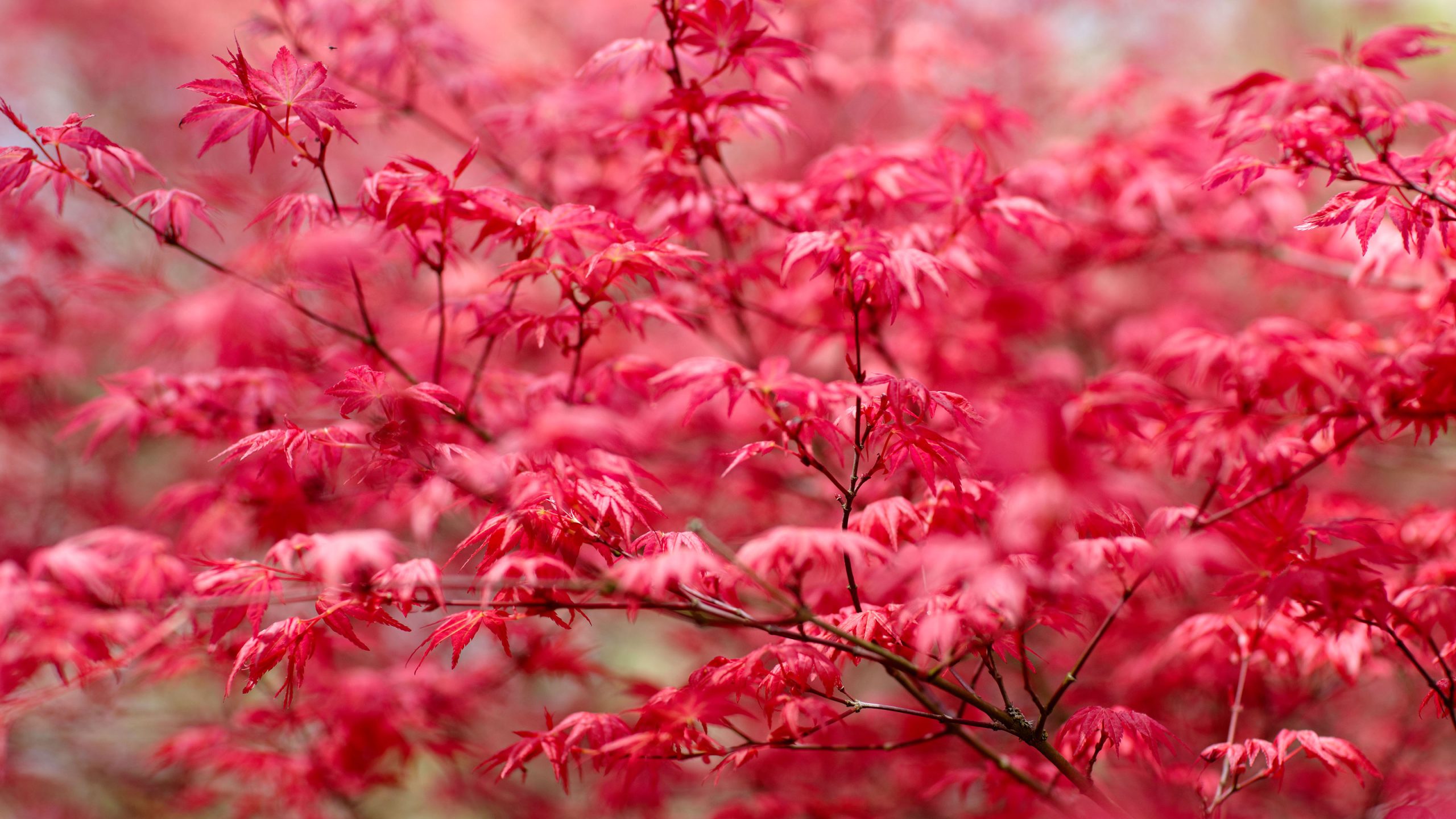 Red Leaves